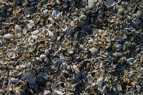 shells, beach, shell, shellfish, texture, background, nature, sand, animal, animal wildlife, animals in the wild, large group of animals, animal themes, group of animals, vertebrate, full frame, abundance, no people, day, backgrounds, high angle view, water, bird, large group of objects, sea life, marine, outdoors, flock of birds, 4K, CC0, public domain, royalty free