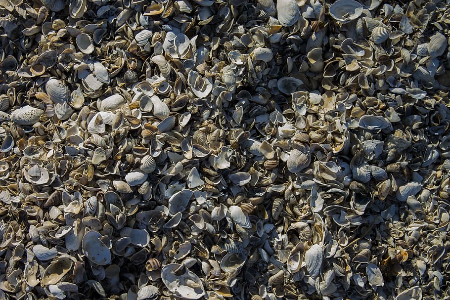 mušle, pláž, shell, měkkýšů, textura, Pozadí, Příroda, písek, zvíře, zvířat, zvířata ve volné přírodě, velká skupina zvířat, skupina zvířat, obratlovců, celý rám, hojnost, nikdo, den, vysoký úhel pohledu, voda, pták, velká skupina objektů, mořský život, námořní, venku, hejno ptáků, 4K