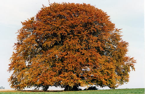 Ahornbaum, Rasenplatz, bayern buche, Buche, Baum, groß, alt, Oberbayern, Bayern, Altmühltal, Herbst, 1990, pondorf, Schambachtal, eichstätt, Wahrzeichen, Vorspann, Bayerisches Fernsehen, Veränderung, Pflanze, keine Leute, Tag, Natur, Schönheit in der Natur, orange Farbe, draußen, Wachstum, Land, Ruhe, Himmel, Flachwinkelansicht, Szenen - Natur, Ast, ruhige Szene, Nicht-städtische Szene, idyllisch, natürlicher Zustand, 4K, CC0, gemeinfrei, lizenzfrei