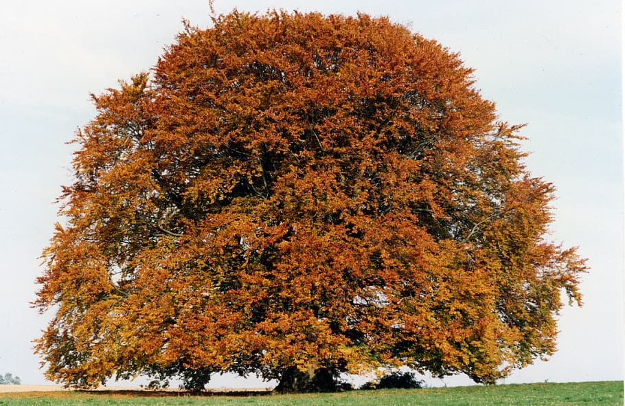 arbre d'auró, camp de gespa, faig bavarès, faig, arbre, gran, vell, baviera superior, baviera, vall d’altmühl, tardor, 1990, ponndorf, vall schambach, eichstätt, referència, crèdits d'obertura, televisió bavaresa, canvi, planta, cap gent, dia, naturalesa, bellesa a la natura, color taronja, a l'aire lliure, creixement, terra, tranquil·litat, cel, vista d’angle baix, escenics - natura, branca, escena tranquil·la, escena no urbana, idíl·lic, condició natural, 4K