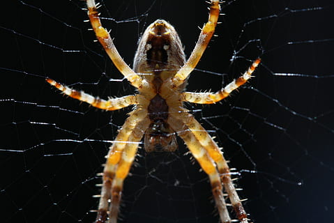 Spinne, Makro, schließen, Insekt, Spinnennetz, Natur, Netzwerk, Spinnentier, Wald, Spinnenmakro, Tierwelt, Insektenmakro, Tierthemen, Zerbrechlichkeit, Tier, wirbellos, ein Tier, Tiere in freier Wildbahn, Nahansicht, Gliederfüßer, Fokus auf den Vordergrund, Verletzlichkeit, Tierkörperteil, Netz, keine Leute, Überleben, Tierbein, draußen, 2K, CC0, gemeinfrei, lizenzfrei