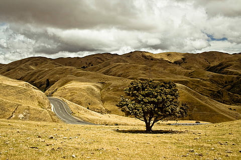 verde, albero delle foglie, asciutto, terra, strada asfaltata vuota, albero, strada, collina, nuvoloso, montagna, rurale, albero solitario, paesaggio, natura, Quercia, Rolling Hill, nz, Nuova Zelanda, isola del sud, cielo, nuvola - cielo, ambiente, scenics - natura, bellezza nella natura, nessuno, pianta, scena non urbana, roccia, solido, la tranquillità, catena montuosa, deserto, roccia - oggetto, giorno, semi arido, all'aperto, clima arido, clima, 8K, CC0, dominio pubblico, privo di copyright