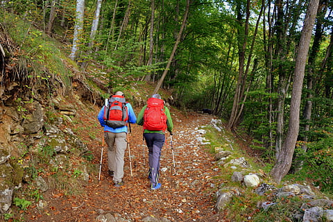escursione, foresta, autunno, pista, montagna, camminando con bastoni, il percorso europeo, e5, Lessinia, Italia, albero, terra, a piedi, lunghezza intera, pianta, attività di svago, escursioni a piedi, natura, scena non urbana, persone reali, attività, bellezza nella natura, giorno, stili di vita, uomini, adulto, persone, sentiero, capi di abbigliamento, bosco, all'aperto, 5K, CC0, dominio pubblico, privo di copyright