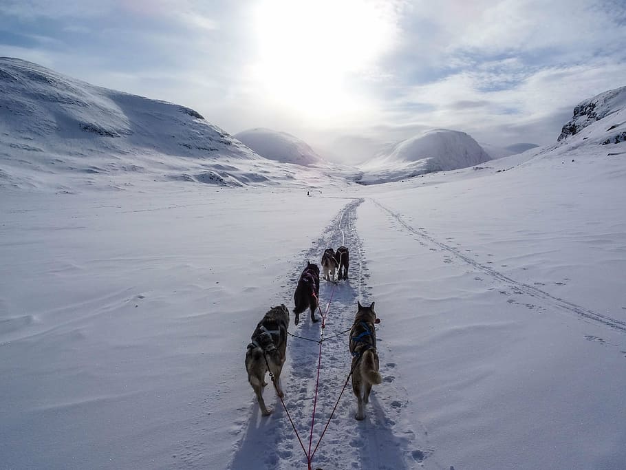 ramat, gossos, blanc, carretera de neu, cinc, negre, gos, caminar, neu, durant el dia, muntanya alta, muntanya, Camí, hivern, núvols, cel, llum solar, husky, mascota, animal, temperatura de fred, temes d'animals, un animal, a l'aire lliure, naturalesa, animals domèstics, nacional, mascotes, mamífer, caní, gos de trineu, animal de treball, medi ambient, escenics - natura, bellesa a la natura, Serra, muntanya nevada, 4K