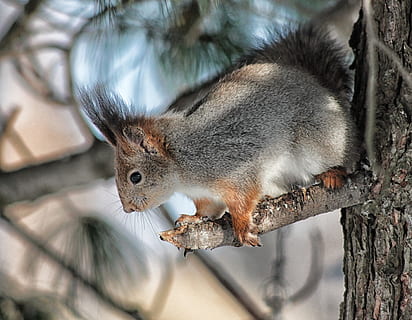veveriţă, ramură de copac, animal, copac, membru, ramură, drăguţ, macro, a închide, natură, in afara, Finlanda, animale tematice, un animal, rozător, mamifer, animale sălbatice, nici o persoana, animale în sălbăticie, animale vertebrate, veveriță, să se concentreze asupra primelor elemente, vedere laterală, în aer liber, zi, mustăţi, 4K, CC0, domeniu public, fără drepturi de autor