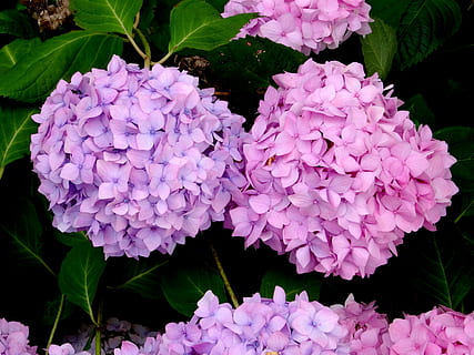 flor, florir, ortensia, tancar, dos, blau, rosa, porpra, bonic, naturalesa, planta, flora, jardí, pètals, colorit, brillant, color, decoratiu, estructura, gra, degradat, peònia, color rosa, lila, planta amb flors, fragilitat, vulnerabilitat, bellesa a la natura, creixement, pètal, frescor, full, part de la planta, primer pla, inflorescència, cap de flor, cap gent, primavera, a l'aire lliure, Ram de flors, 5K, CC0, domini públic, lliure de regalies