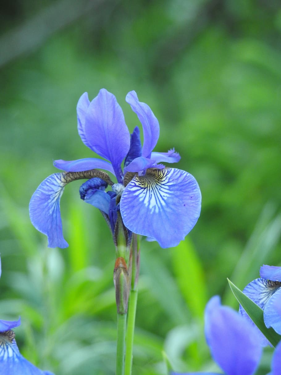 iris, flor, macro, jardí, primavera, naturalesa, blau, verd, plantes, planta amb flors, vulnerabilitat, fragilitat, planta, bellesa a la natura, pètal, porpra, frescor, creixement, primer pla, inflorescència, cap de flor, centrar-se en primer pla, dia, cap gent, iris - planta, botànica, a l'aire lliure, 4K