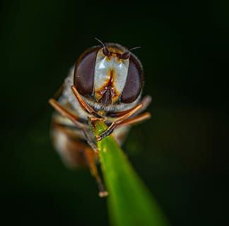 Makro, Insekt, fliegen, Gorzalka, bespozvonochnoe, Grashalm, Porträt, ein Tier, Tierwelt, Tierthemen, Tiere in freier Wildbahn, Nahansicht, wirbellos, Tier, Pflanze, keine Leute, Natur, Tierkörperteil, Gliederfüßer, selektiver Fokus, draußen, Tag, Schönheit in der Natur, Zoologie, Fokus auf den Vordergrund, Blatt, schwarzer Hintergrund, Tierauge, 2K, CC0, gemeinfrei, lizenzfrei