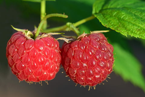 close-up photography, raspberries, raspberry, fruit, berry, red, ripe, close, sweet, delicious, vitamins, food, eat, bless you, food and drink, healthy eating, freshness, close-up, wellbeing, leaf, plant part, berry fruit, no people, focus on foreground, plant, nature, growth, hanging, day, lychee, 5K, CC0, public domain, royalty free