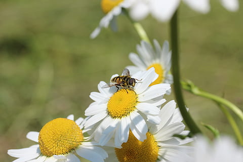 papatyalar, hoverfly, Çiçekler, yaz, bitki, beyaz, çiçek, Çiçek açmak, kır çiçekleri, kompozitler, çayır marguerite, çayırlar margerit, yaban arısı, dağ papatya, lösanthemum adustum, böcek, bal arısı, doğa, polen, tozlaşma, bal, Sarı, hayvan, kapatmak, açık havada, makro, çiçekli bitki, kırılganlık, tazelik, taçyaprağı, doğada güzellik, omurgasız, hayvan temaları, Güvenlik açığı, büyüme, vahşi hayvanlar, hayvan yaban hayatı, bir hayvan, çiçek kafa, çiçeklenme, insansız, bahar, 5K, CC0, kamu malı, telif ücretsiz