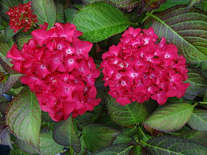 hortensia, rød, staude, blomstrende plante, blomst, plante, skønhed i naturen, friskhed, sårbarhed, lyserød farve, skrøbelighed, kronblad, vækst, tæt på, plante del, blad, blomsterstand, blomsterhoved, natur, dag, ingen mennesker, grøn farve, udendørs, forår, flok blomster, 4K, CC0, offentligt domæne, royaltyfrie