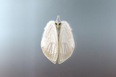 falena, insetto, riflessione, animale, natura, farfalla, ala, nessuno, avvicinamento, in casa, temi animali, girato in studio, Colore bianco, morbidezza, concentrarsi sulle conoscenze acquisite, un animale, vulnerabilità, fauna selvatica, fragilità, grigio, giorno, uccello, bellezza nella natura, singolo oggetto, piuma, 1080P, CC0, dominio pubblico, privo di copyright