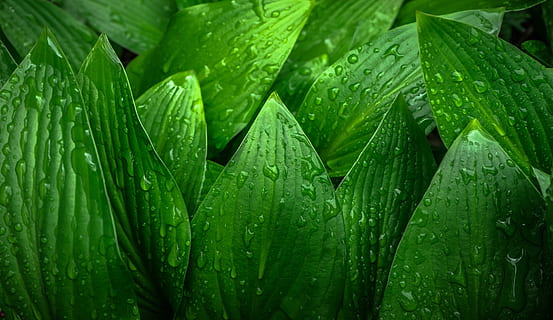 verde, pianta, le foglie, acqua, gocce, foglia, natura, primavera, hwalyeob, astratto, piante, gocciolare, rugiada, erba, mattina, colore verde, freschezza, avvicinamento, sfondi, far cadere, crescita, parte vegetale, bagnato, bellezza nella natura, nessuno, pioggia, fotogramma intero, giorno, all'aperto, goccia di pioggia, stagione piovosa, purezza, filo d'erba, 2K, CC0, dominio pubblico, privo di copyright