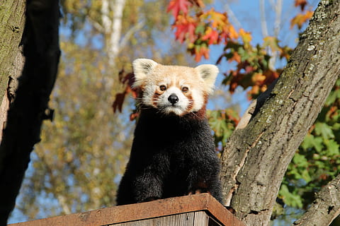 Panda rouge, Panda, mignonne, mammifère, zoo, grimpeur, petit panda, animal sauvage, la nature, Fermer, thèmes animaux, un animal, animal, arbre, la faune des animaux, animaux à l'état sauvage, se concentrer sur le premier plan, plante, panda - animal, personne, journée, branche, tronc d'arbre, tronc, regardant, vertébré, en plein air, moustache, 4K, CC0, domaine public, libre de droits