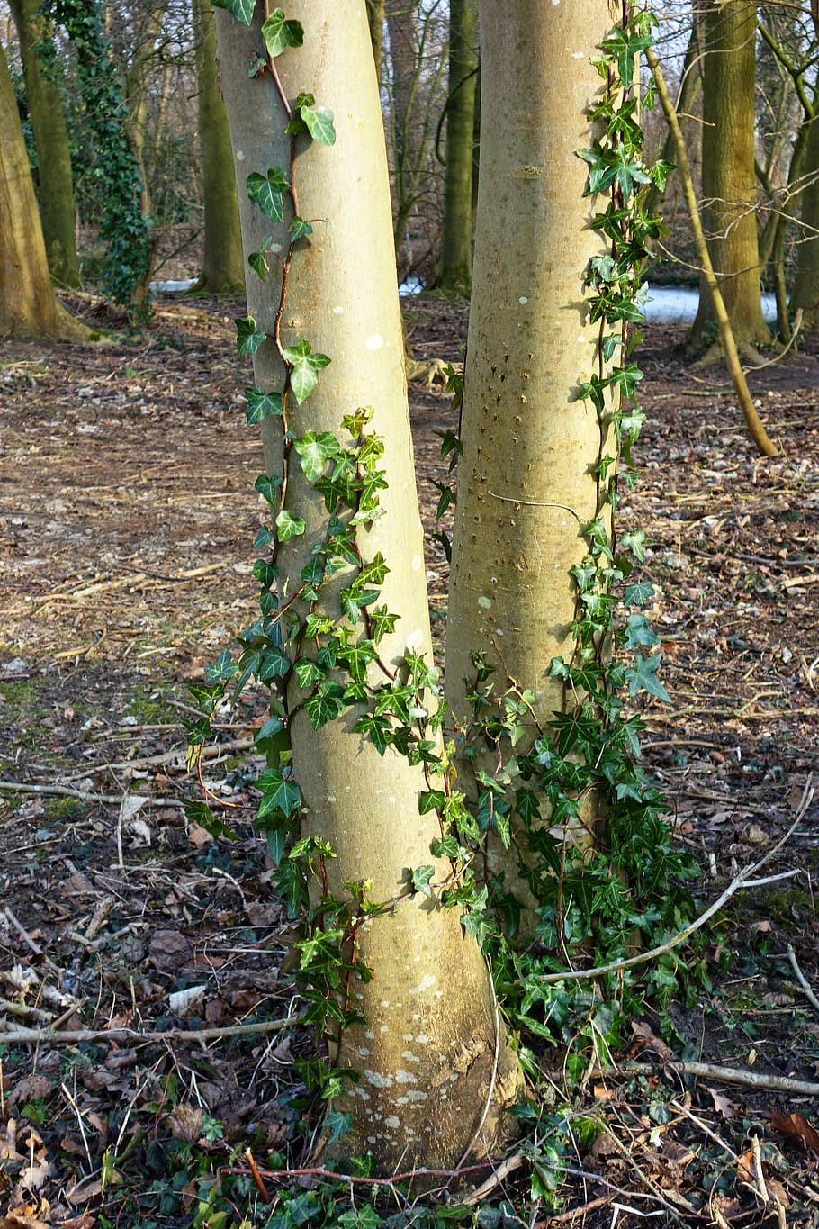 dois, troncos de árvores, coberto, plantar, árvore, tronco, latido, hera, hera crescida, folhagem, cobertura, crescimento, natureza, verde, terra, tronco de árvore, floresta, ninguém, dia, cor verde, beleza na natureza, ao ar livre, parte da planta, folha, tranquilidade, campo, musgo, bambu - planta, 5K
