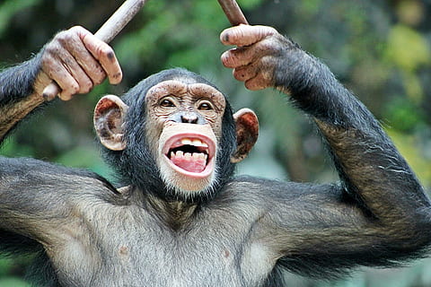 singe, amusement, marrant, cool, zoo, visage, tambours, la musique, primate, la faune des animaux, mammifère, un animal, animaux à l'état sauvage, vertébré, expression du visage, personnes, émotion, partie du corps de l'animal, bouche, portrait, partie du corps humain, partie du corps, bouche ouverte, en plein air, bouche d'animal, 4K, CC0, domaine public, libre de droits