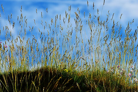 cer, albastru, nori, iarbă, natură, noros, cer albastru, plantă, camp, necultivat, creştere, în aer liber, zi, luncă, timothy grass, frumusețe în natură, liniște, nici o persoana, apă, o scenă liniștită, teren, nor - cer, Culoarea verde, scenice - natura, lac, 2K, CC0, domeniu public, fără drepturi de autor