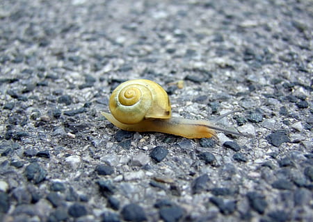 siput, lantai, diaspal, merangkak, bergerak, gerakan, lambat, kulit, spiral, kuning, moluska, gastropoda, satwa liar hewan, hewan, tema binatang, satu binatang, kulit binatang, fokus selektif, tidak ada orang, merapatkan, hari, binatang di alam liar, alam, invertebrata, padat, tanah, batu, di luar rumah, 720P, CC0, domain publik, bebas royalti