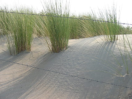 Düne, Marram Gras, Sonne, Pflanze, Gras, Wachstum, Natur, Tag, Ruhe, keine Leute, Fußweg, Land, Schönheit in der Natur, grüne Farbe, Himmel, ruhige Szene, Szenen - Natur, der Weg nach vorn, draußen, Wasser, Richtung, Strand, Umgebung, Lieschgras, 1080P, CC0, gemeinfrei, lizenzfrei