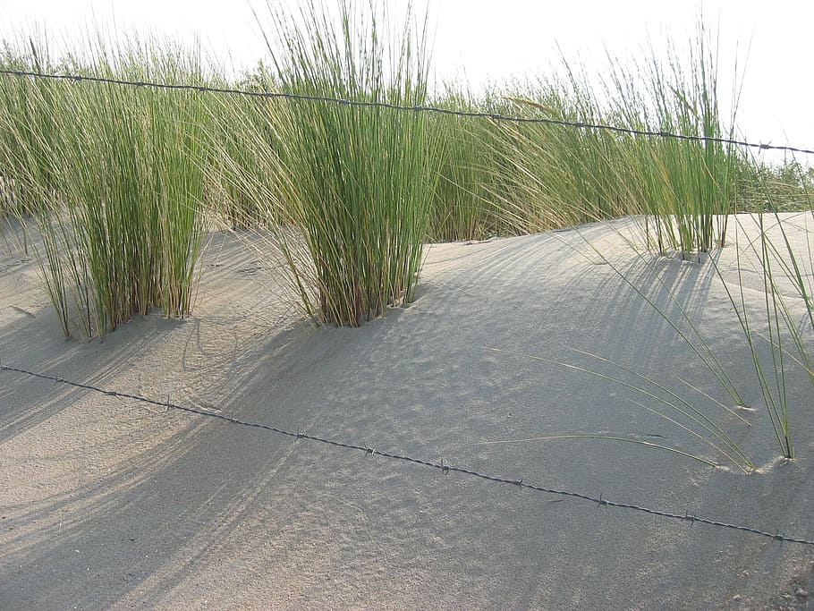 duna, erba di marram, sole, pianta, erba, crescita, natura, giorno, la tranquillità, nessuno, sentiero, terra, bellezza nella natura, colore verde, cielo, scena tranquilla, scenics - natura, la strada davanti, all'aperto, acqua, direzione, spiaggia, ambiente, erba di coda di topo, 1080P