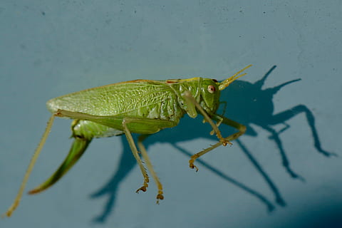 fotografia di cavalletta verde, selettivo, fotografia a fuoco, cavalletta, insetto, verde, ombra, creatura, un animale, temi animali, animale, invertebrato, fauna selvatica, animali allo stato selvatico, colore verde, avvicinamento, natura, nessuno, antenna animale, parte del corpo animale, giorno, all'aperto, messa a fuoco selettiva, zoologia, lunghezza intera, pianta, occhio animale, 2K, CC0, dominio pubblico, privo di copyright