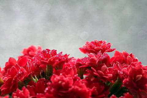 rosolia, fiore, macro, rosso, minuscolo, rosone, gocce, acqua, rosa, splendore, bokeh, sfocatura, fiori, natura, crescita, fragilità, bellezza nella natura, pianta, pianta fiorita, freschezza, vulnerabilità, avvicinamento, petalo, messa a fuoco selettiva, testa di fiore, infiorescenza, giorno, nessuno, all'aperto, botanica, primavera, un mazzo di fiori, 4K, CC0, dominio pubblico, privo di copyright