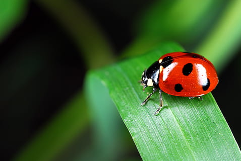ladybug, perched, green, leaf, selective, focus photography, insects, affix, macro, insect, nature, beetle, close-up, spotted, red, plant, animal, green Color, small, grass, summer, animal themes, animal wildlife, invertebrate, one animal, animals in the wild, plant part, focus on foreground, day, no people, outdoors, at the edge of, 4K, CC0, public domain, royalty free