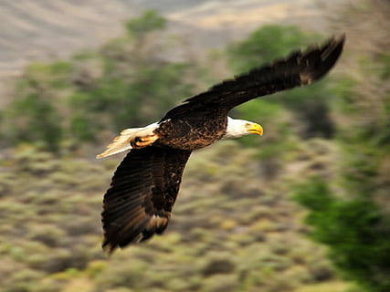 fotografia de fauna salvatge, volant, calb, àguila, arbres, àguila calba, raptor, ocell, naturalesa, salvatge, vol, americà, símbol, plomes, dom, cel, majestuós, ales, depredador, arbre, animals a la natura, temes d'animals, animal, fauna animal, vertebrats, ales separades, rapinyaire, un animal, a l'aire, moviment, centrar-se en primer pla, cap gent, àguila - ocell, dia, a l'aire lliure, bec, 1080P, CC0, domini públic, lliure de regalies
