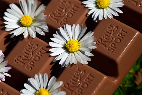 blanc, flors de margarida, barra de xocolata, xocolata, beneficis, deliciós, benefici de, mossegada, dolç, regal, amor, primavera, dia de la mare, floral, margarida, groc, marró, calories, pecat, dieta, menjar, postres, bonic, enganxós, sort, flor, text, primer pla, menjar dolç, cap gent, cap de flor, planta amb flors, frescor, planta, bellesa a la natura, Color blanc, naturalesa, inflorescència, comunicació, guió occidental, a l'interior, pètal, celebració, vulnerabilitat, 5K, CC0, domini públic, lliure de regalies