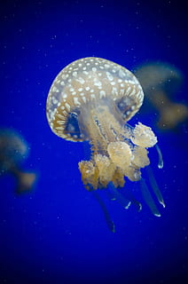 meduses blanques sota l'aigua, aquari, aquàtics, profund, busseig, peix, invertebrat, meduses, marí, vida marina, oceà, aigua salada, mar, aigua de mar, nedar, sota l'aigua, aigua, submarí, la vida marina, blau, fauna animal, animals a la natura, un animal, cap gent, temes d'animals, animal, naturalesa, primer pla, bellesa a la natura, a l'aire lliure, flotant a l'aigua, fons blau, 4K, CC0, domini públic, lliure de regalies
