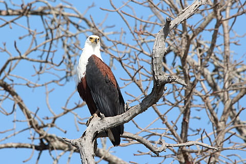 Fischadler, Vogel, Adler, Tierwelt, afrikanisch, Fotografie, Tiere in freier Wildbahn, hocken, Ast, Tierthemen, Tier, Flachwinkelansicht, Wirbeltier, ein Tier, Natur, Baum, Pflanze, Himmel, Tag, kahler Baum, Fokus auf den Vordergrund, keine Leute, draußen, klarer Himmel, 2K, CC0, gemeinfrei, lizenzfrei