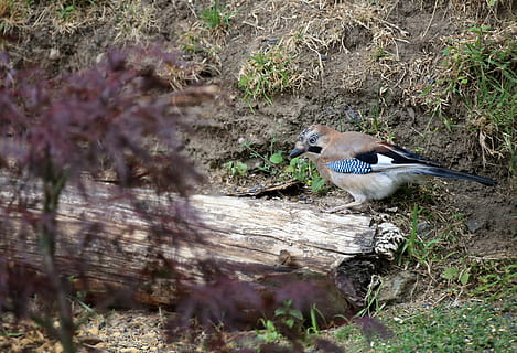 jay, ocell, alimentació, ploma, plomatge, naturalesa, món animal, retrat animal, jardí, garrulus glandarius, vida salvatge, animal, a l'aire lliure, fauna animal, temes d'animals, animals a la natura, vertebrats, un animal, planta, enfocament selectiu, dia, cap gent, camp, terra, posat, longitud completa, arbre, llum solar, vista lateral, 4K, CC0, domini públic, lliure de regalies