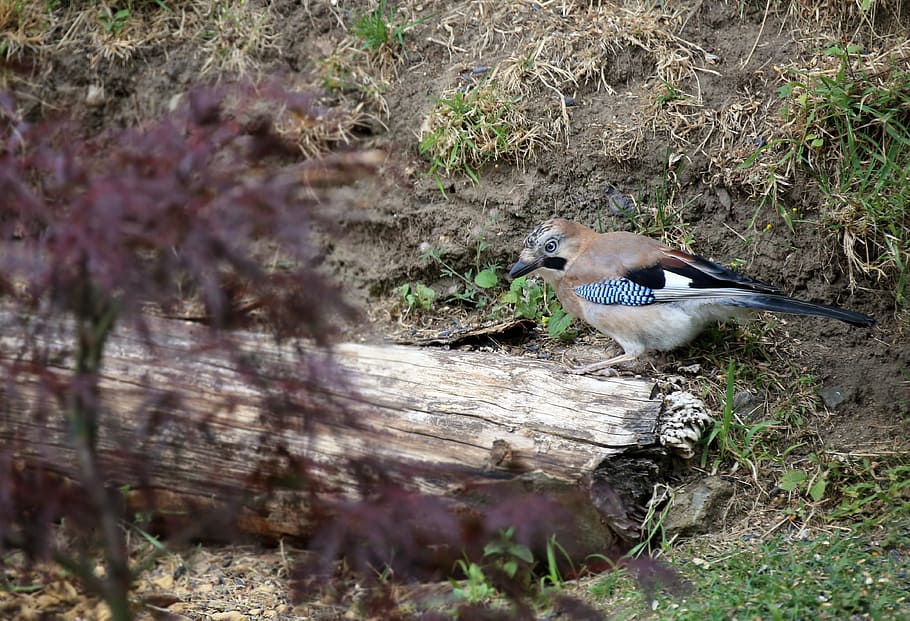 jay, ocell, alimentació, ploma, plomatge, naturalesa, món animal, retrat animal, jardí, garrulus glandarius, vida salvatge, animal, a l'aire lliure, fauna animal, temes d'animals, animals a la natura, vertebrats, un animal, planta, enfocament selectiu, dia, cap gent, camp, terra, posat, longitud completa, arbre, llum solar, vista lateral, 4K