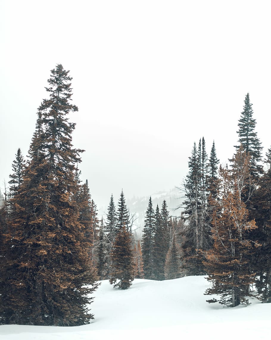 stromy, šedá, nebe, fotografie, sníh, hora, les, prozkoumat, krajina, divočina, christma, zimní, Studený, Příroda, strom, rostlina, studená teplota, krása v přírodě, klid, klidné scény, scenics - příroda, přistát, mimoměstské scény, krytina, nikdo, růst, den, čisté nebe, borovice, jehličnatého stromu, 4K