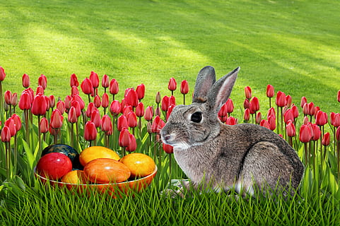 grass, easter, meadow, nature, plant, animal, mammal, animal themes, rabbit - animal, no people, green color, flower, field, springtime, freshness, flowering plant, beauty in nature, day, food, animal wildlife, land, outdoors, 4K, CC0, public domain, royalty free