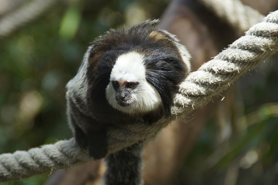 mico, äffchen, capuchí, capuchins, zoo, corda, escalar, seure, temes d'animals, un animal, animal, mamífer, fauna animal, centrar-se en primer pla, animals a la natura, branca, arbre, dia, cap gent, primat, primer pla, vertebrats, naturalesa, a l'aire lliure, planta, bosc, cap d’animals, 5K