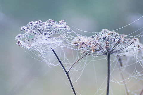 teia de aranha, gotas, plantas secas, Prado, outono, neblina, natureza, fragilidade, plantar, vulnerabilidade, focar em primeiro plano, fechar-se, beleza na natureza, ninguém, dia, inverno, árvore, temperatura fria, ramo, flor, congeladas, tranquilidade, ao ar livre, cor branca, complexidade, suavidade, roxa, orvalho, 4K, CC0, domínio público, royalty free