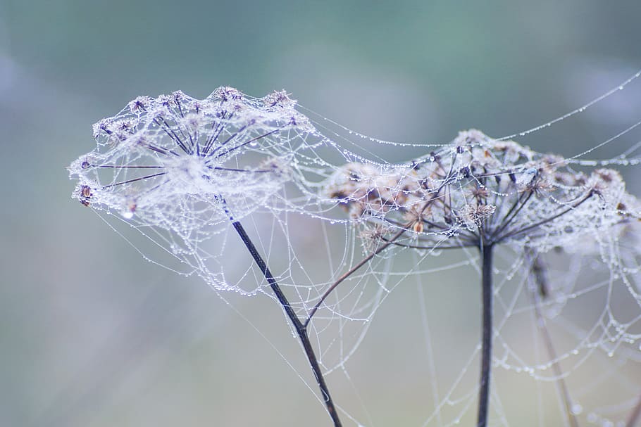 teranyina, web de l'aranya, gotes, plantes seques, prat, tardor, boirina, naturalesa, fragilitat, planta, vulnerabilitat, centrar-se en primer pla, primer pla, bellesa a la natura, cap gent, dia, hivern, arbre, temperatura de fred, branca, flor, congelat, tranquil·litat, a l'aire lliure, Color blanc, complexitat, suavitat, porpra, rosada, 4K