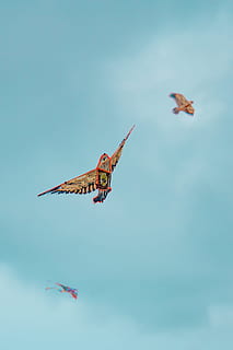 photographie avec objectif tilt shift, Trois, cerfs-volants, sélectif, photographie de mise au point, multicolore, cerf-volant, bleu, ciel, en volant, oiseau, animal, aile des animaux, la nature, avion, un animal, en plein air, journée, faible angle de vue, thèmes animaux, personne, la faune des animaux, animaux à l'état sauvage, espace de copie, véhicule aérien, mouvement, vertébré, déployer des ailes, en mouvement, 2K, CC0, domaine public, libre de droits