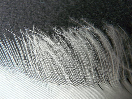 Frühling, Weiß, Filigran, Nieder, Gefieder, Frühlingskleid, Vogel, Haar, Nahansicht, Weichheit, menschliches Haar, Vollbild, Feder, weiße Farbe, Hintergründe, Muster, Zerbrechlichkeit, Leicht, Verletzlichkeit, selektiver Fokus, Natur, drinnen, extreme Nahaufnahme, Studioaufnahme, Menschen, Frisur, schwarzer Hintergrund, 2K, CC0, gemeinfrei, lizenzfrei
