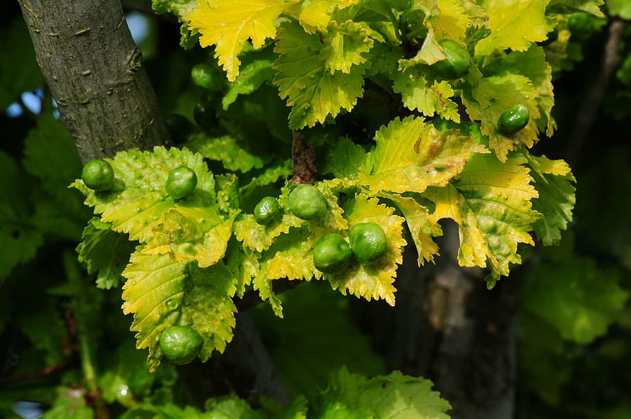 arbre, oli d'or, Smith, arbre caducifoli, vespa de gall, infestació d'insectes, krankheit, planta, creixement, part de la planta, primer pla, full, centrar-se en primer pla, naturalesa, dia, cap gent, bellesa a la natura, tronc de l'arbre, color verd, tronc, a l'aire lliure, frescor, branca, menjar i beguda, enfocament selectiu, groc, liquen, 4K