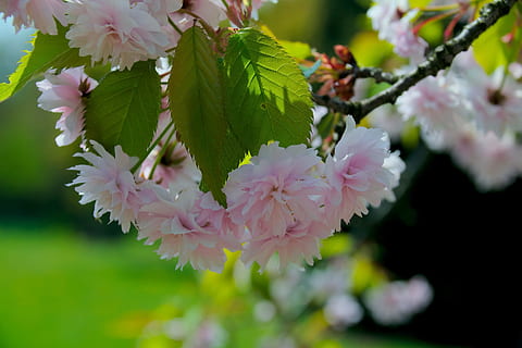 pavasaris, gėlė, medis, pobūdį, šakelė, žydėjimas, saulėtas, augalų, delikatesas, žydintis medis, rožinis, vyšnių japonų, vyšnių serumas, rožinė gėlė, žydintys augalai, grožis gamtoje, trapumas, šviežumas, pažeidžiamumas, Iš arti, augimą, žiedlapis, rausvos spalvos, žiedas, sutelkti dėmesį į naujas žinias, atrankinis dėmesys, gėlių galva, filialas, žiedynas, nėra žmonių, balta spalva, pavasarį, lauke, žiedadulkių, vyšnių žiedas, vyšnios medis, gėlių puokštė, 2K, CC0, Viešasis domenas, nemokamai