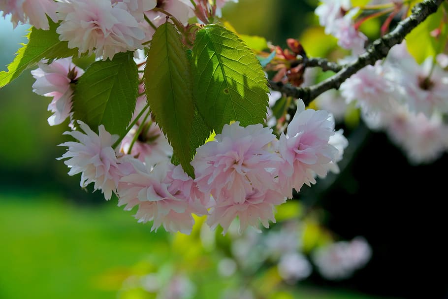 forår, blomst, træ, natur, kvist, blomstring, solrig, plante, delikatessen, blomstrende træ, lyserød, kirsebær japansk, kirsebær serrate, lyserød blomst, blomstrende plante, skønhed i naturen, skrøbelighed, friskhed, sårbarhed, tæt på, vækst, kronblad, lyserød farve, blomstre, fokus på forgrunden, selektiv fokusering, blomsterhoved, afdeling, blomsterstand, ingen mennesker, hvid farve, udendørs, pollen, kirsebær blomst, Kirsebærtræ, flok blomster, 2K