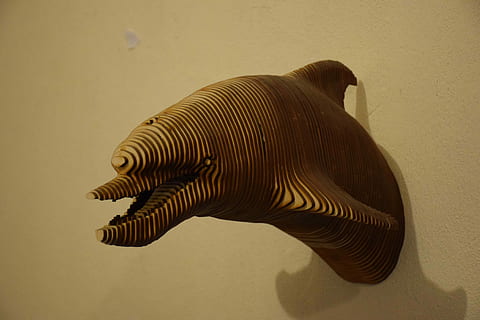 hoved, delfin, træ, dyr, væg, levende natur, samtidskunst, udsættelse, et dyr, dyreliv, dyre temaer, fisk, ingen mennesker, studio skud, hvirveldyr, indendørs, dyr i naturen, tæt på, natur, stribet, mønster, fuld længde, vand, zoologi, dyr markeringer, dyr i fangenskab, sidebillede, marine, 4K, CC0, offentligt domæne, royaltyfrie