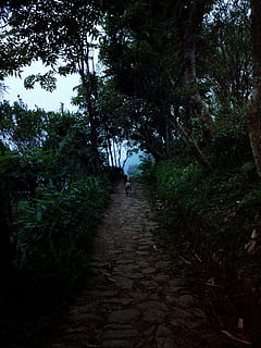 brown, coated, dog, pathway, bushes, daytime, middle, hallway, surrounded, plants, trail, path, woods, forest, trees, leaves, nature, walking, full length, tree, footpath, rear view, one person, adventure, one animal, plant, the way forward, direction, land, day, real people, growth, tranquility, non-urban scene, leisure activity, outdoors, diminishing perspective, 1080P, CC0, public domain, royalty free
