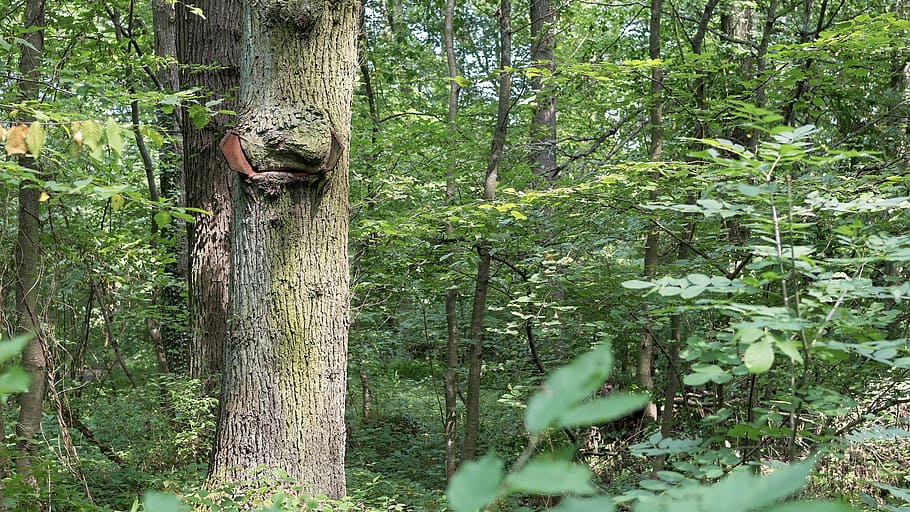arbre, bosc, arbre vell, naturalesa, bosc caducifoli, directori, planta, terra, tronc, tronc de l'arbre, creixement, color verd, dia, cap gent, bellesa a la natura, tranquil·litat, animal, fauna animal, a l'aire lliure, escenics - natura, temes d'animals, escena tranquil·la, selva tropical, 5K