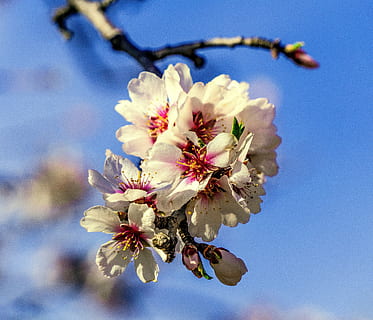 flower, branch, tree, cherry, nature, plant, outbreak, petal, season, flowering, garden, spring, leaf, outdoors, floral, color, freshness, open air, wild flower, flowering plant, fragility, beauty in nature, vulnerability, growth, blossom, close-up, springtime, pollen, twig, inflorescence, day, flower head, no people, cherry blossom, cherry tree, 4K, CC0, public domain, royalty free