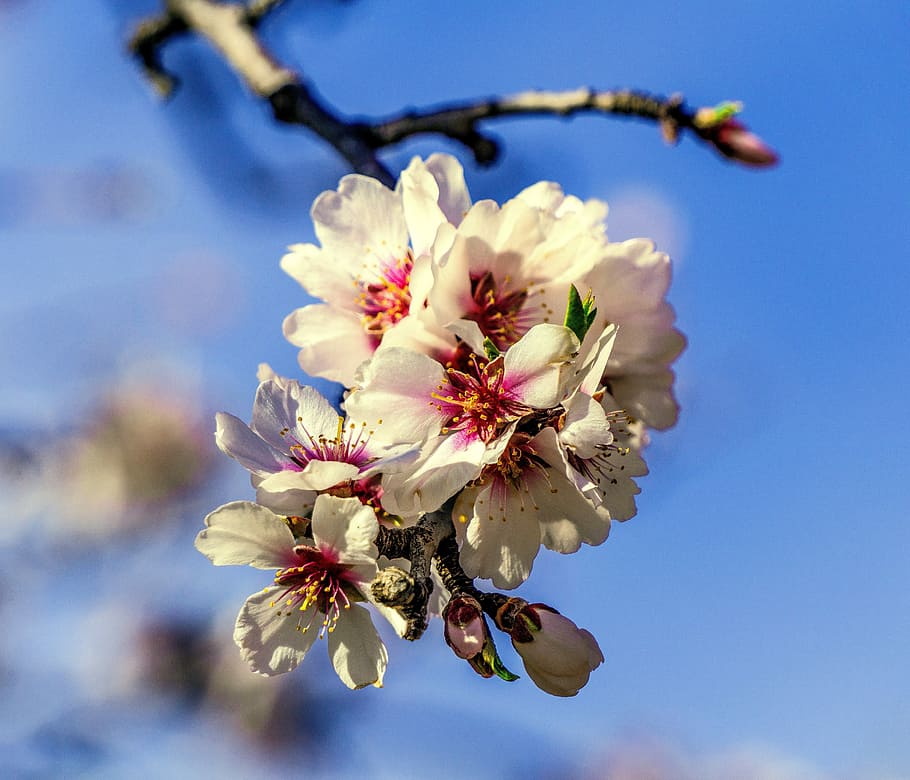 blomst, afdeling, træ, kirsebær, natur, plante, udbrud, kronblad, sæson, blomstring, have, forår, blad, udendørs, blomster, farve, friskhed, vilde blomster, blomstrende plante, skrøbelighed, skønhed i naturen, sårbarhed, vækst, blomstre, tæt på, pollen, Kvist, blomsterstand, dag, blomsterhoved, ingen mennesker, kirsebær blomst, Kirsebærtræ, 4K