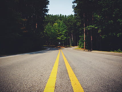 road, curve, forest, lines, decision, fork, symmetry, direction, tree, symbol, the way forward, sign, road marking, marking, transportation, plant, double yellow line, diminishing perspective, no people, nature, asphalt, day, yellow, empty road, beauty in nature, outdoors, dividing line, surface level, long, 2K, CC0, public domain, royalty free