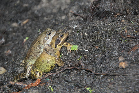 Frosch, Kamerad, Natur, Tierthemen, ein Tier, Tier, Tierwelt, Tiere in freier Wildbahn, Wirbeltier, Amphibie, keine Leute, Reptil, High Angle View, Tag, Land, Nahansicht, draußen, Feld, in voller Länge, Rock - Objekt, Fokus auf den Vordergrund, 5K, CC0, gemeinfrei, lizenzfrei